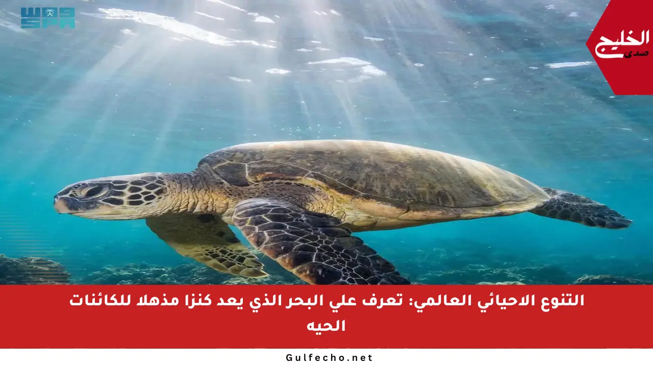 التنوع الأحيائي العالمي: تعرف على البحر الذي يعد كنزا مذهلا للكائنات الحية